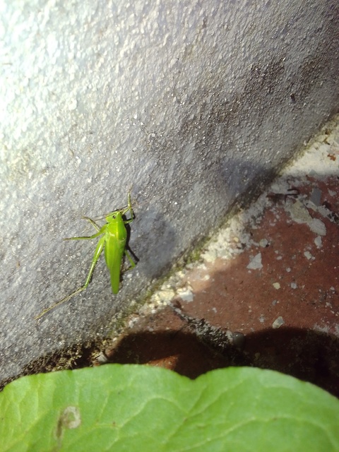 Ruspolia nitidula - nagy kúpfejűszöcske