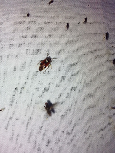 Lygus pratensis - változó mezeipoloska