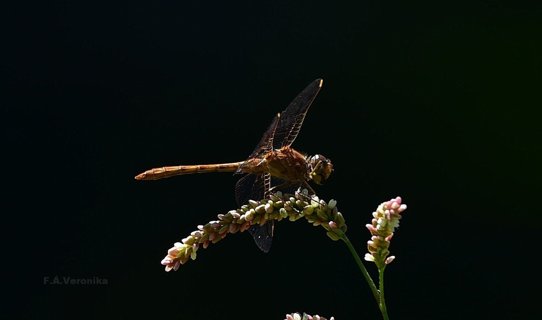 Sympetrum meridionale - fakó katona-szitakötő