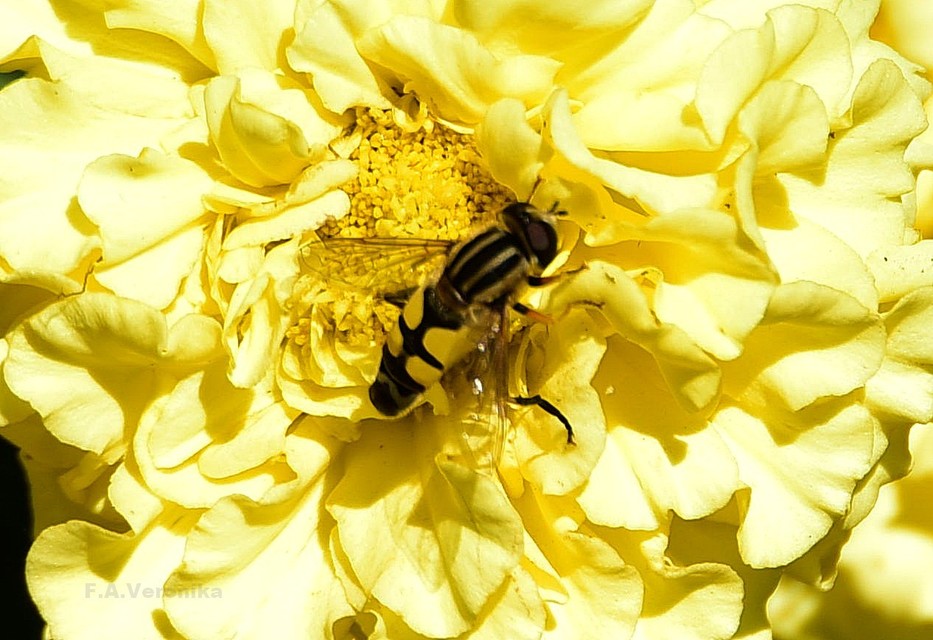 Helophilus trivittatus - nagy mocsárilégy
