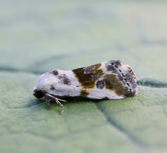 Ponometia candefacta - parlagfűbagoly