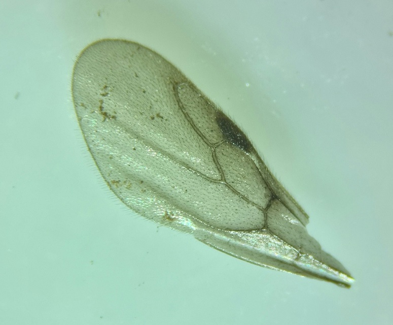 Myrmecina graminicola - ráncoshangya