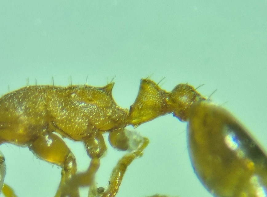 Temnothorax sordidulus - füstös kéreghangya