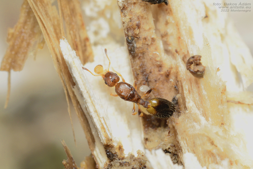 Temnothorax affinis - erdei kéreghangya