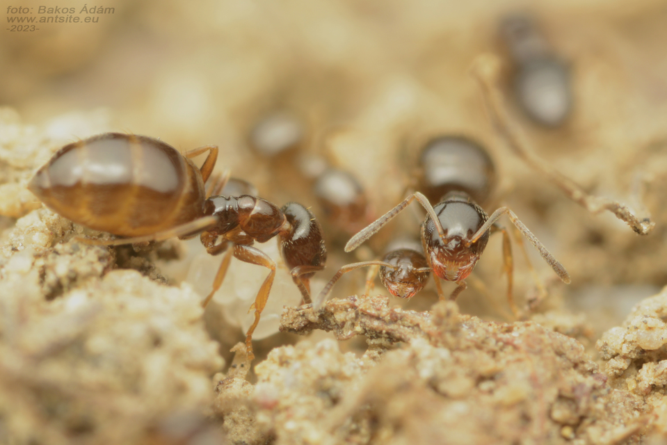 Plagiolepis pygmaea - lapos törpehangya