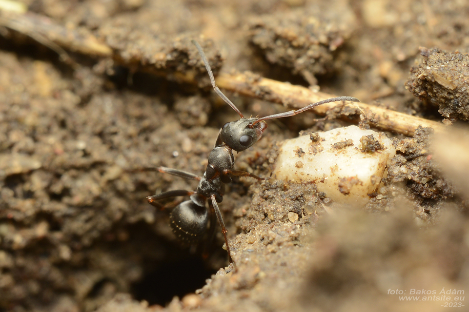 Formica cunicularia - gyakori rabszolgahangya