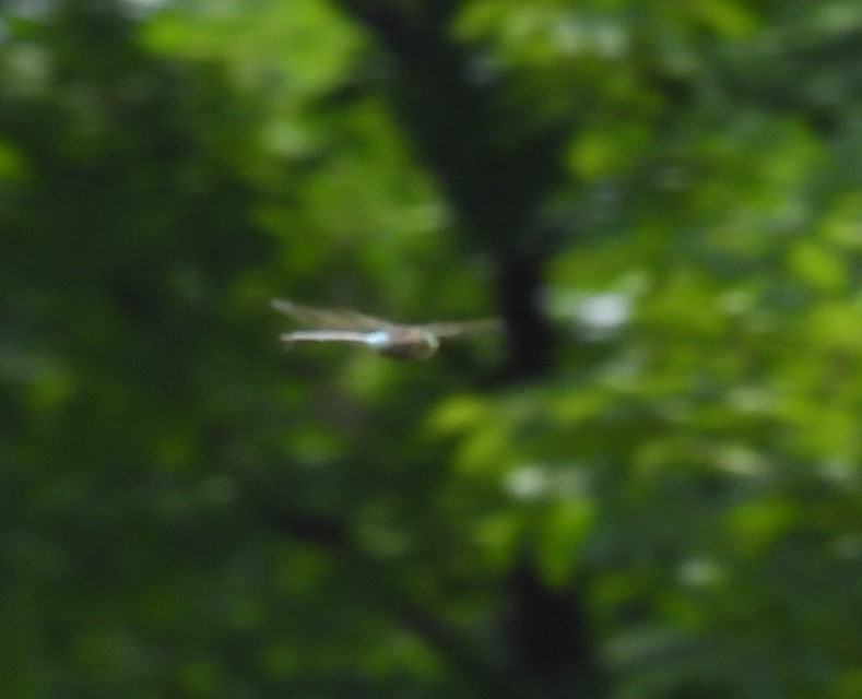 Anax parthenope - barna óriásacsa