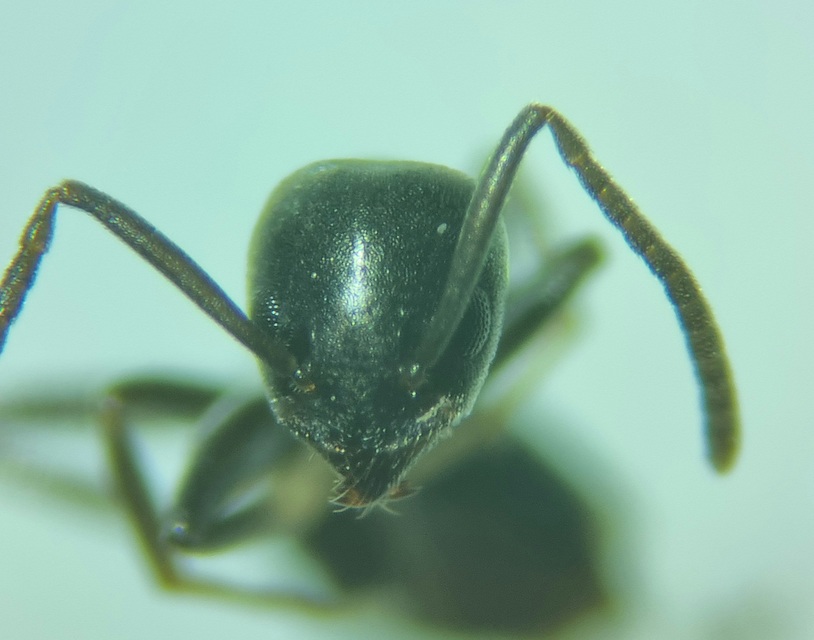 Tapinoma subboreale - ligeti kóborhangya