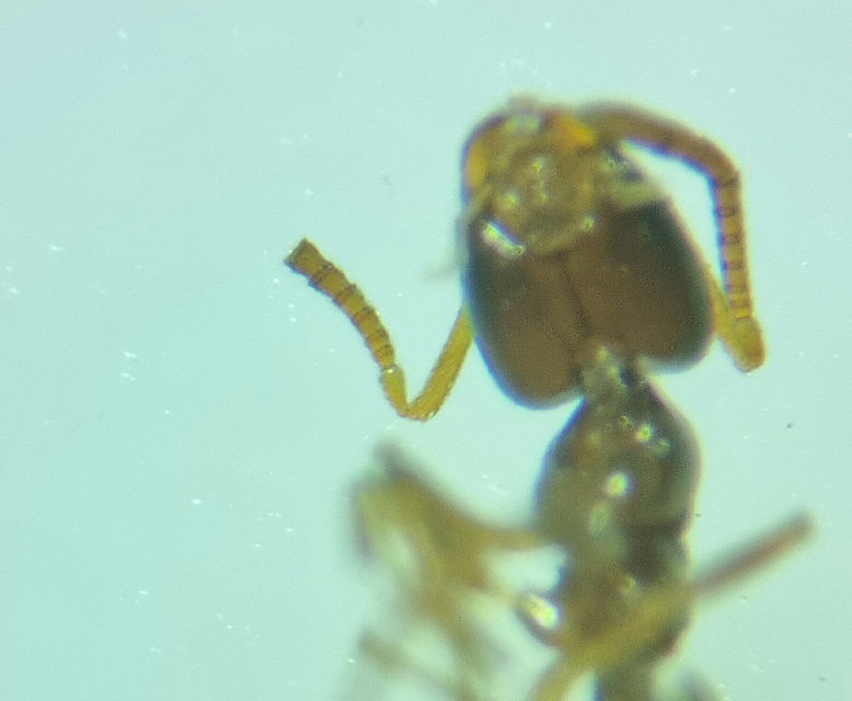 Plagiolepis pygmaea - lapos törpehangya