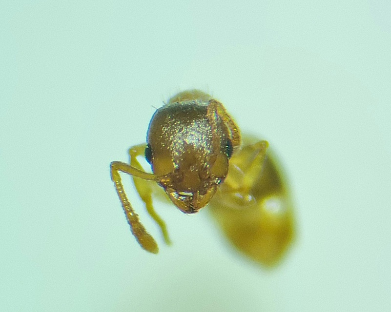 Temnothorax crassispinus - gubacslakó kéreghangya