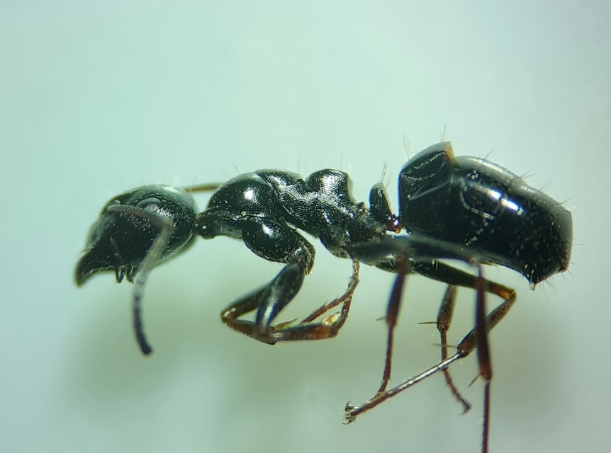 Camponotus piceus - szurkos lóhangya