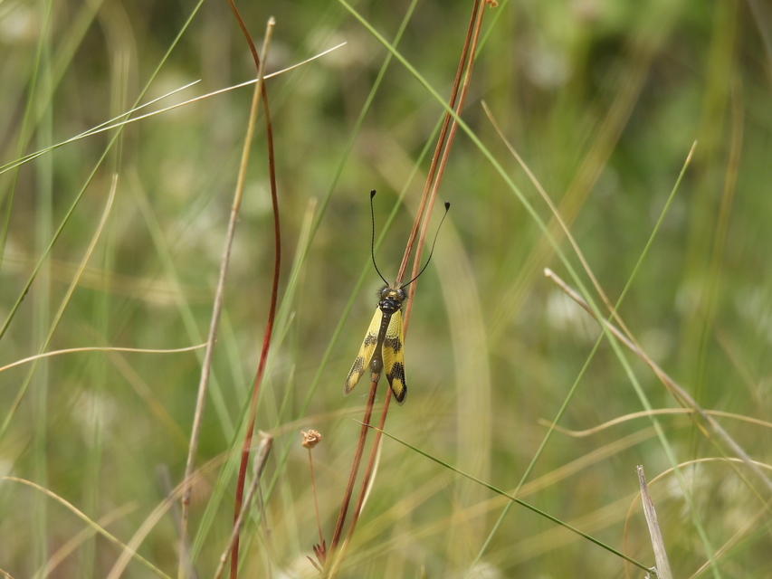 Libelloides macaronius - keleti rablópille
