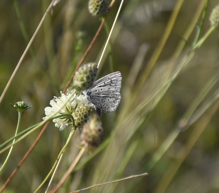 Polyommatus coridon - ezüstkék boglárka