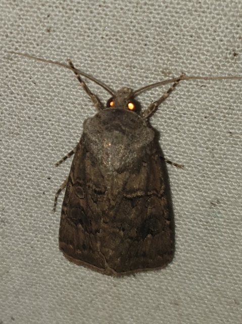Agrotis bigramma - kétjegyű földibagoly