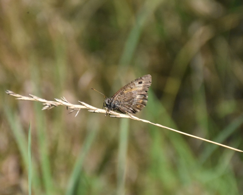Arethusana arethusa - közönséges szemeslepke