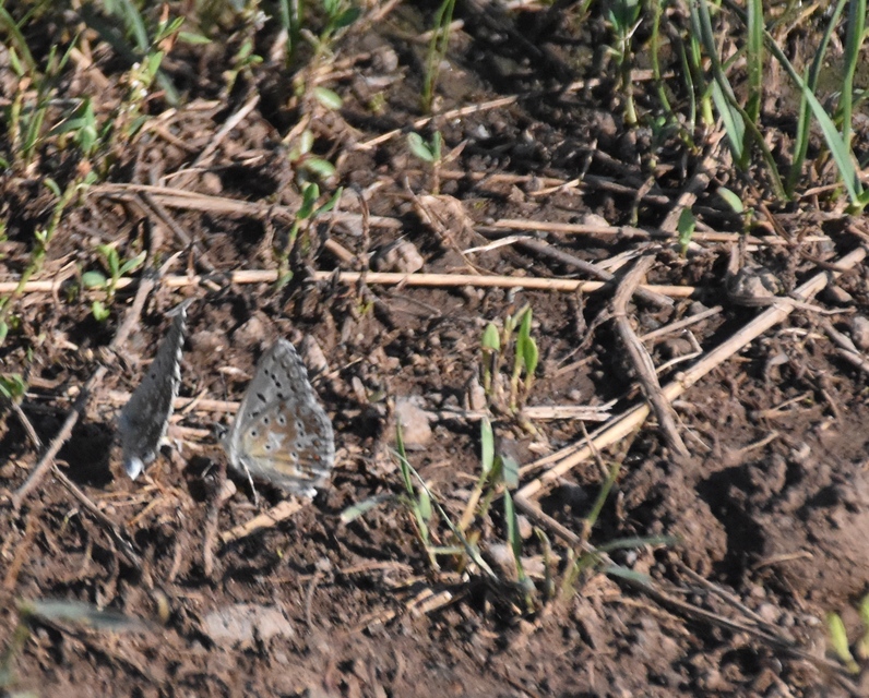 Polyommatus coridon - ezüstkék boglárka