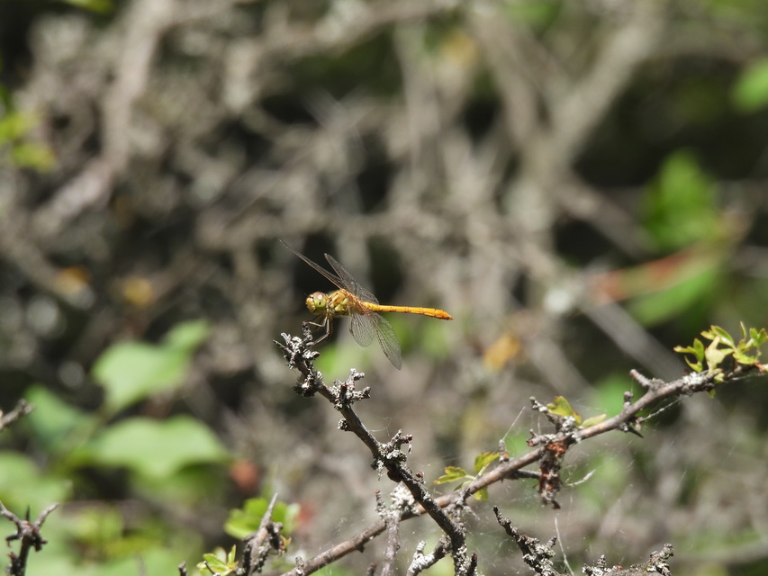 Sympetrum meridionale - fakó katona-szitakötő