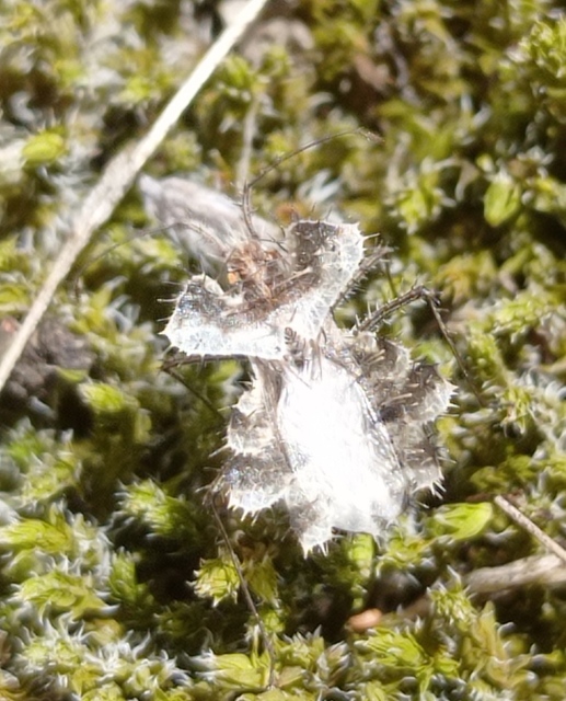 Phyllomorpha laciniata - lándzsás karimáspoloska