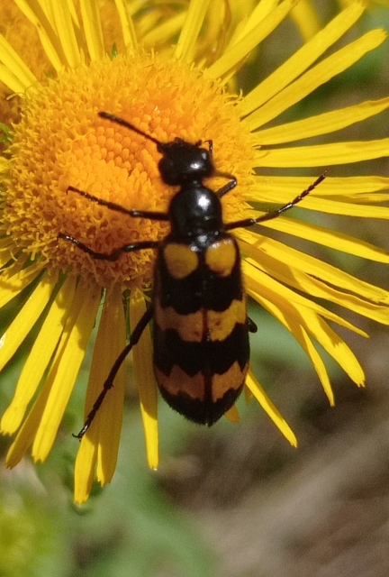 Mylabris variabilis - szalagos hólyaghúzó