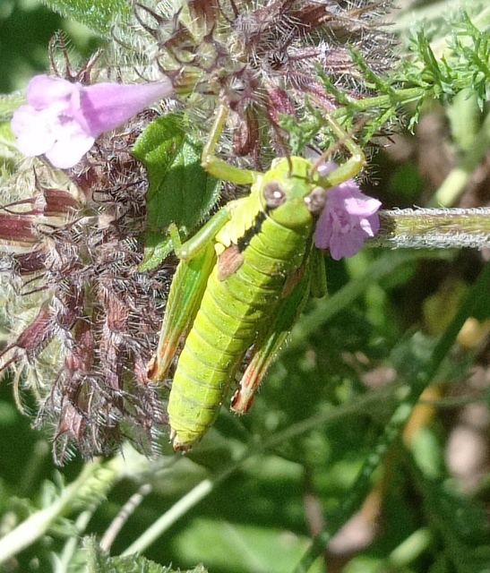 Pseudopodisma nagyi - Nagy-hegyisáska