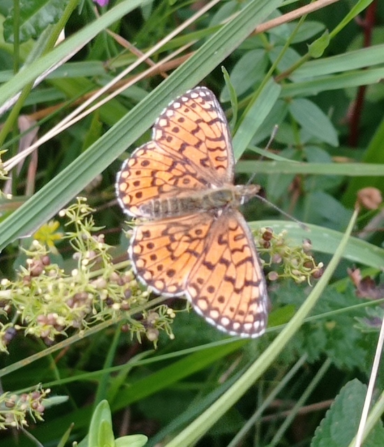 Boloria selene - fakó gyöngyházlepke