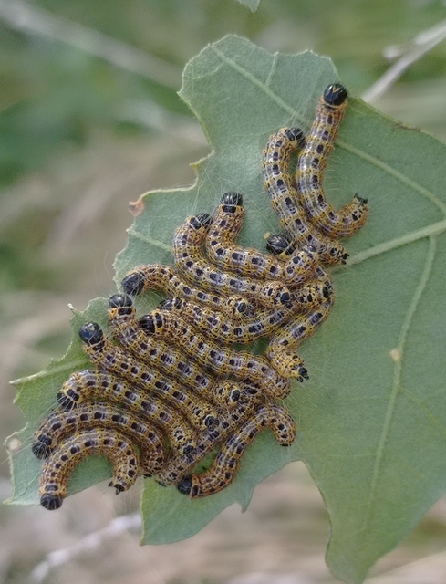 Phalera bucephala - sárgafoltos púposszövő