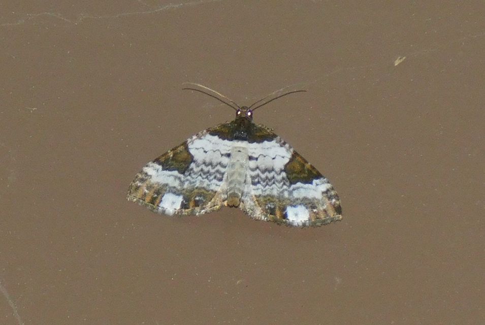 Melanthia procellata - hullámos tarkaaraszoló