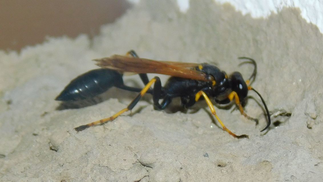 Sceliphron caementarium - feketenyelű lopódarázs