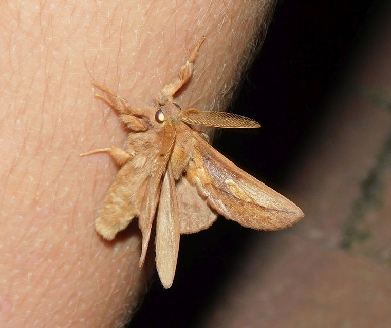Euthrix potatoria - szomjas pohók