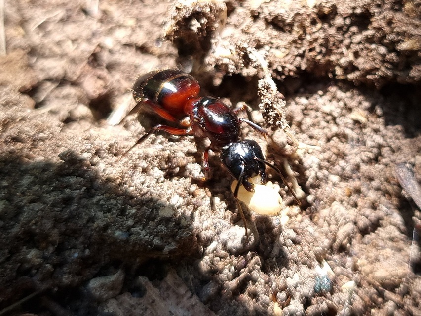 Camponotus ligniperda - faodvasító lóhangya