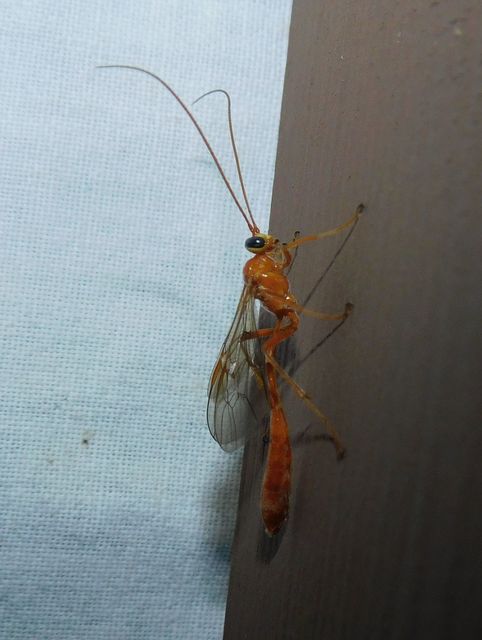 Ophion