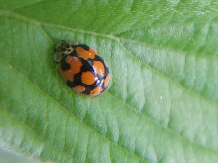 Adalia decempunctata - tízpettyes katica