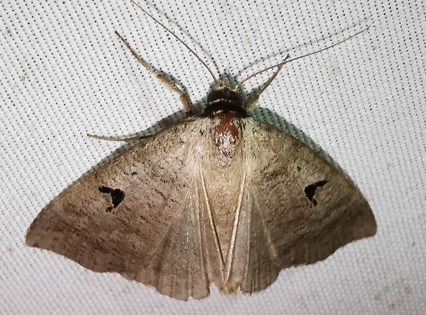 Lygephila pastinum - közönséges csüdfűbagoly