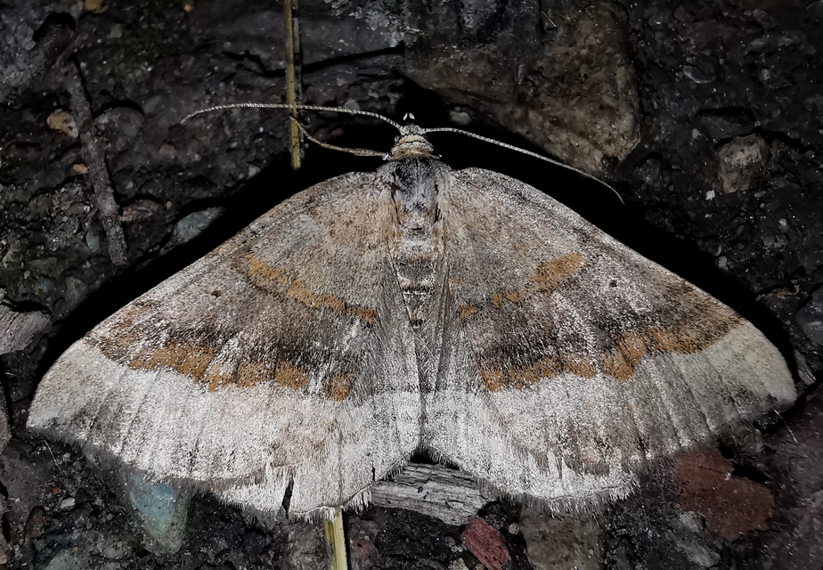 Scotopteryx chenopodiata - libatop-araszoló