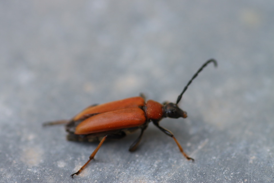 Stictoleptura rubra - vörös virágcincér