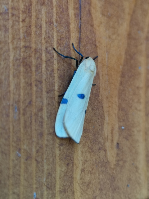 Lithosia quadra - négypettyes zuzmószövő