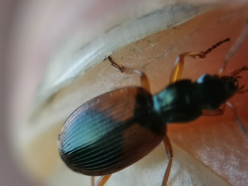 Anchomenus dorsalis - hátfoltos kisfutó