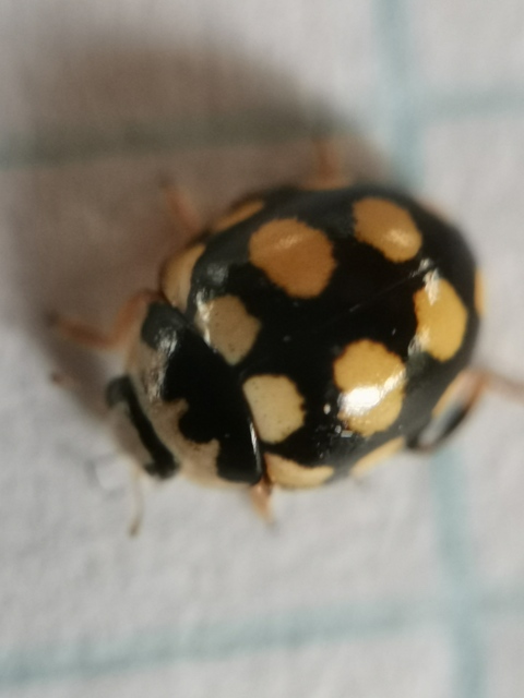 Coccinula quatuordecimpustulata - feketesárga katóka