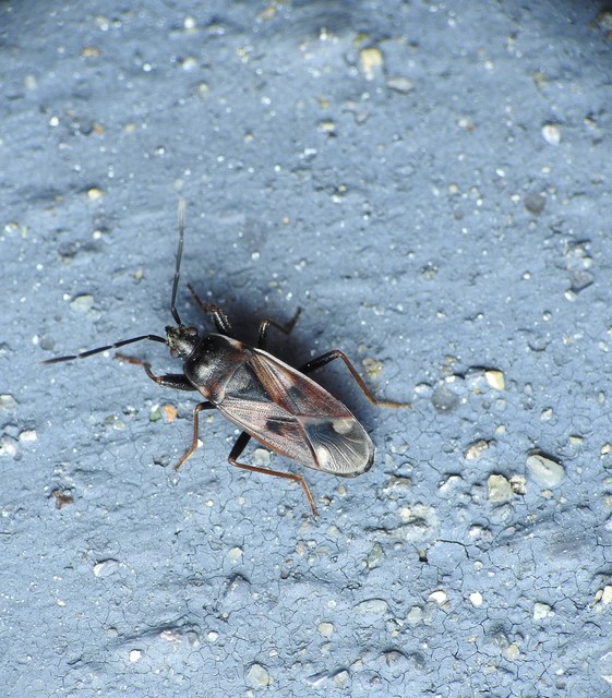 Rhyparochromidae - földibodobácsok