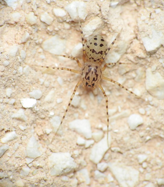 Scytodes thoracica - közönséges csupaszpók