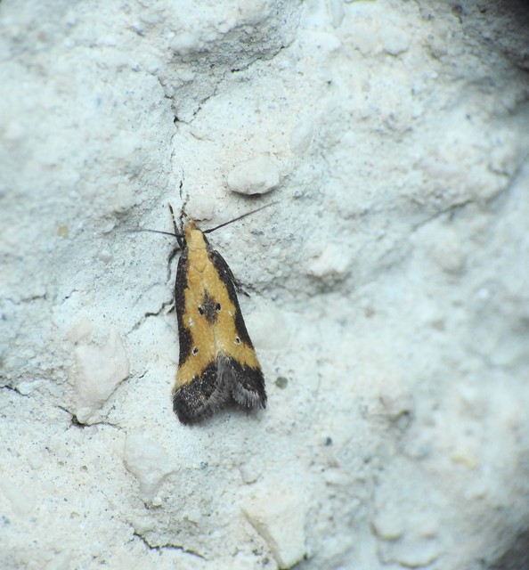 Brachmia dimidiella - citromkocsord-lápimoly