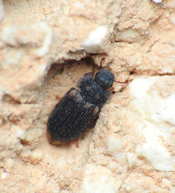 Colobicus hirtus - szegélyes héjbogár