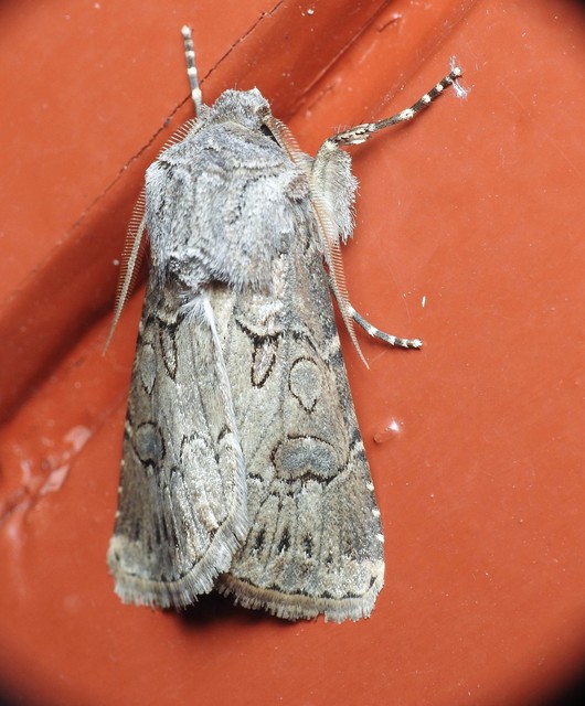 Agrotis bigramma - kétjegyű földibagoly