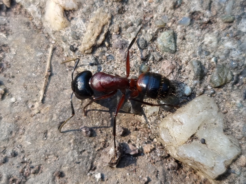 Camponotus ligniperda - faodvasító lóhangya