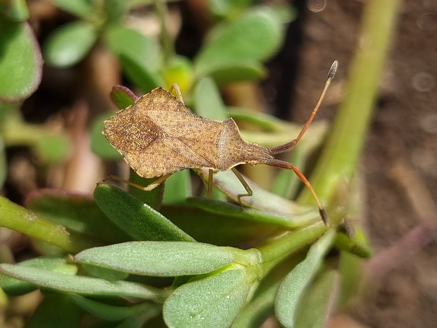Syromastus rhombeus - vitorlás karimáspoloska