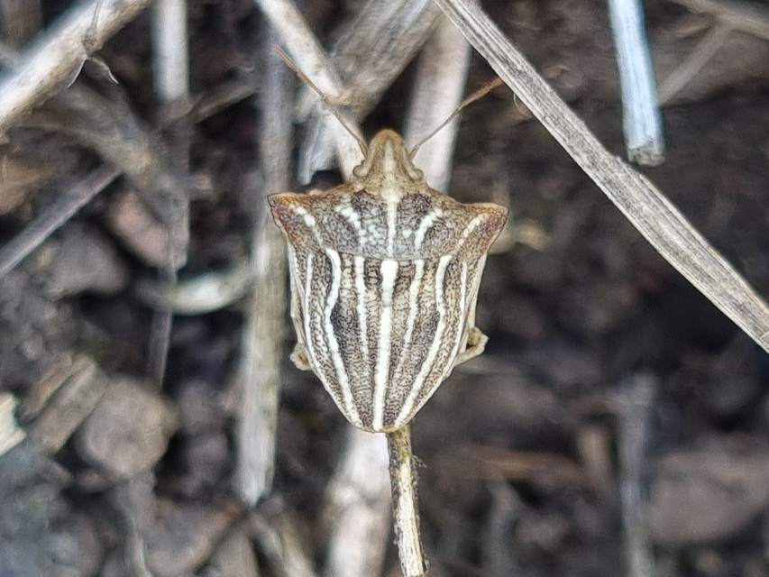 Ancyrosoma leucogrammes - vállas poloska