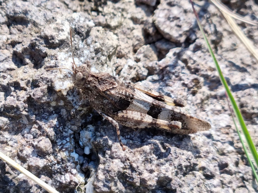 Oedipoda caerulescens - kékszárnyú sáska