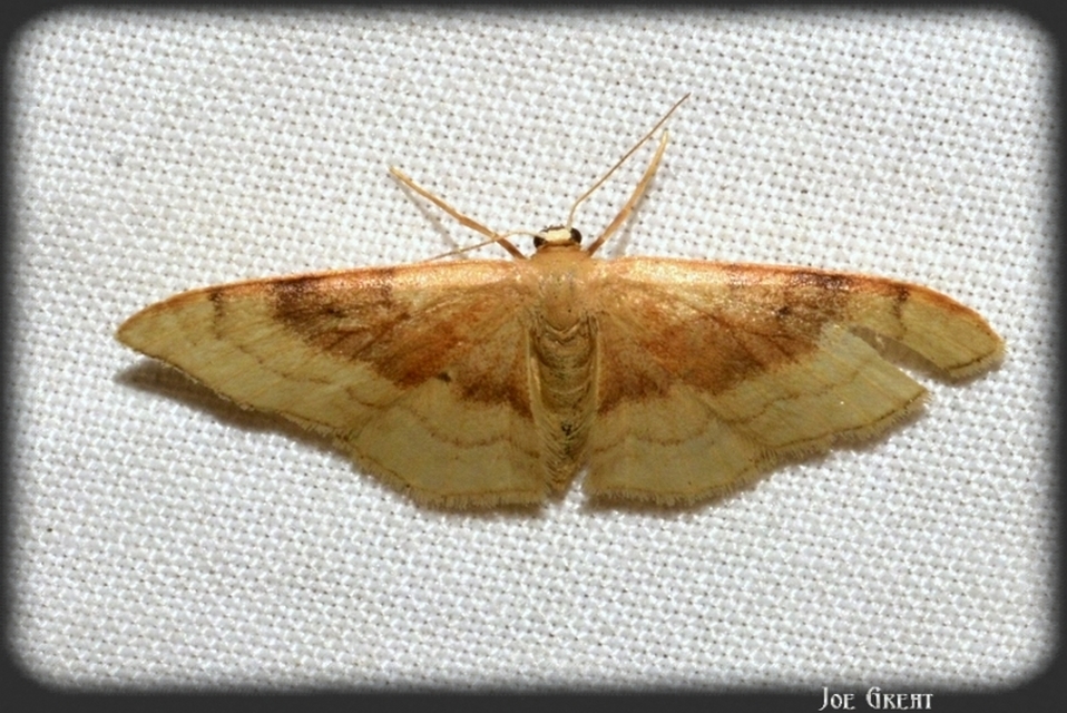 Idaea degeneraria - barnasávos araszoló