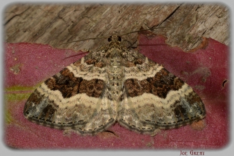 Epirrhoe alternata - galaj-tarkaaraszoló