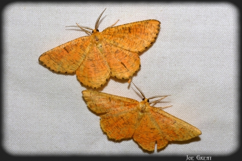 Angerona prunaria - sárga kökényaraszoló